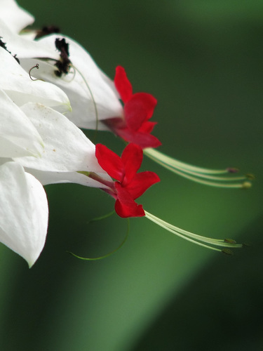 Clerodendrum thomsoniae