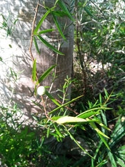 Noronhia linearifolia