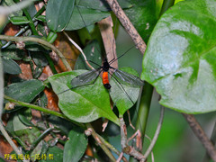 Tipula holoserica
