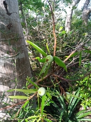 Noronhia linearifolia