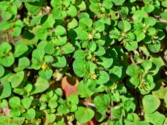 Lysimachia japonica