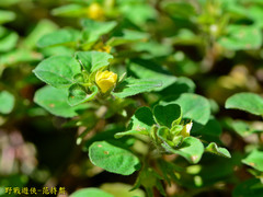 Lysimachia japonica