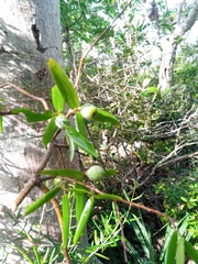 Noronhia linearifolia