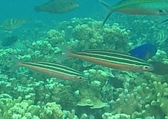 Pterocaesio trilineata