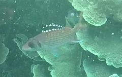 Neoniphon opercularis