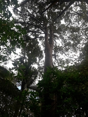 Prumnopitys ferruginea