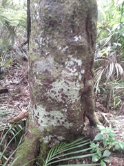 Prumnopitys ferruginea