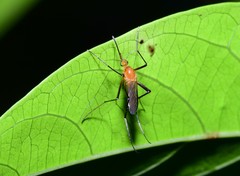 Coquillettidia xanthogaster