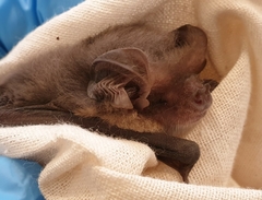 Gould's Long-Eared Bat photo 5