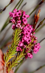 Erica pulchella
