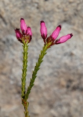 Erica cristata