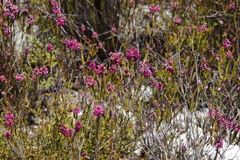 Erica pulchella