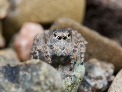 Aelurillus dubatolovi