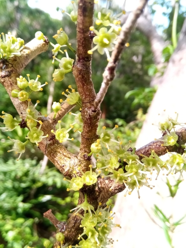 Euonymus image