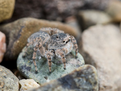Aelurillus dubatolovi