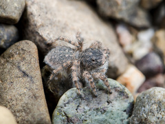 Aelurillus dubatolovi