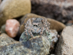 Aelurillus dubatolovi