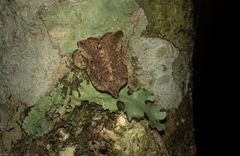 Meritastis ursina