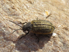 Galeruca interrupta