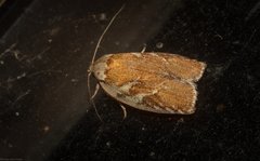 Euchaetis rhizobola