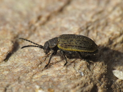 Galeruca interrupta