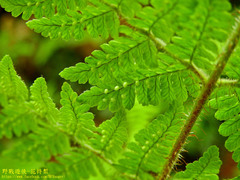 Dryopteris peranema