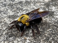 Xylocopa appendiculata circumvolans