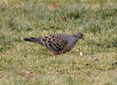 Streptopelia orientalis