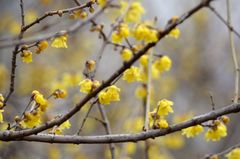 Chimonanthus praecox