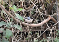 Aegithalos glaucogularis