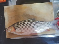 Leptobarbus hoevenii