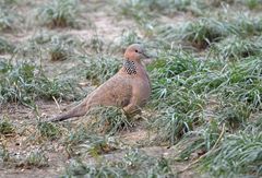 Streptopelia chinensis