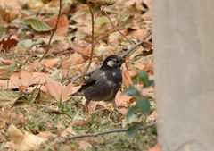 Spodiopsar cineraceus