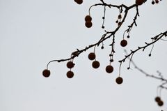 Platanus × hispanica