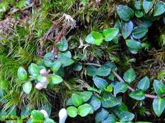 Mitchella undulata