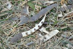 Robinia pseudoacacia