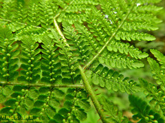 Dryopteris peranema