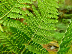 Dryopteris peranema