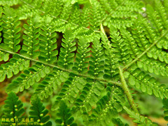 Dryopteris peranema