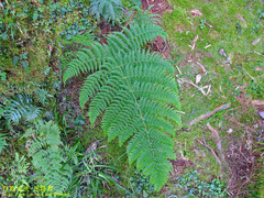 Dryopteris peranema