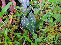 Asarum taipingshanianum