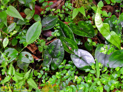 Asarum taipingshanianum