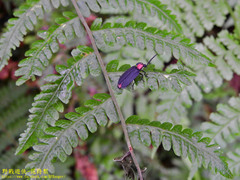 Pyrocoelia formosana
