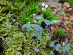 Elatostema obtusum trilobulatum