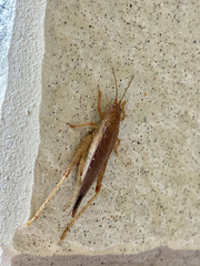 Aphonoides japonicus