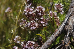 Lobelia jasionoides