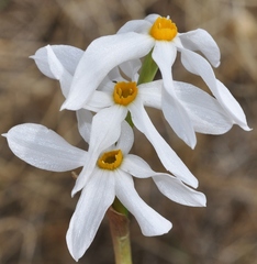 Narcissus deficiens