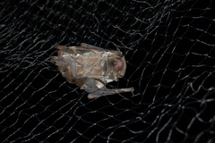Lasiurus blossevillii