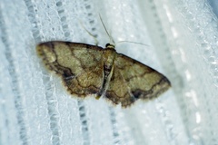 Idaea foedata