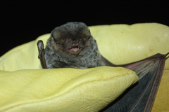 Lasiurus blossevillii